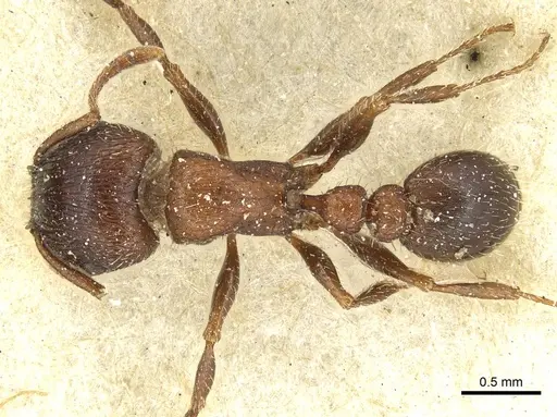 Tetramorium dichroum specimen CASENT0915004 image casent0915004_1