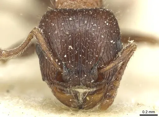 Tetramorium dichroum specimen CASENT0915004 image casent0915004_2