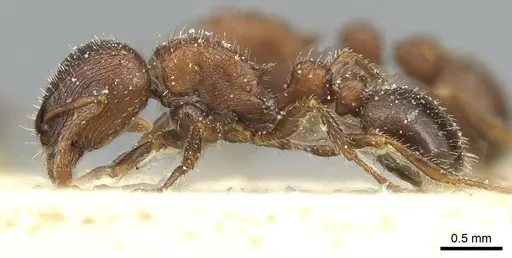 Tetramorium dichroum specimen CASENT0915004 image casent0915004_3