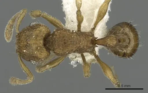 Tetramorium difficile specimen CASENT0901089 image casent0901089_1