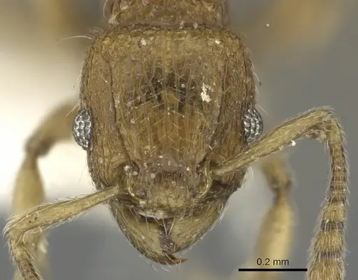 Tetramorium difficile specimen CASENT0901089 image casent0901089_2