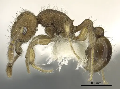 Tetramorium difficile specimen CASENT0901089 image casent0901089_3