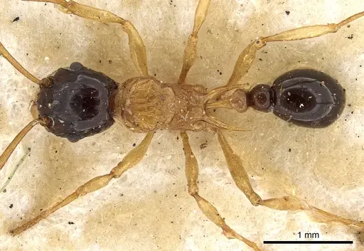 Tetramorium diligens specimen CASENT0901111 image casent0901111_1