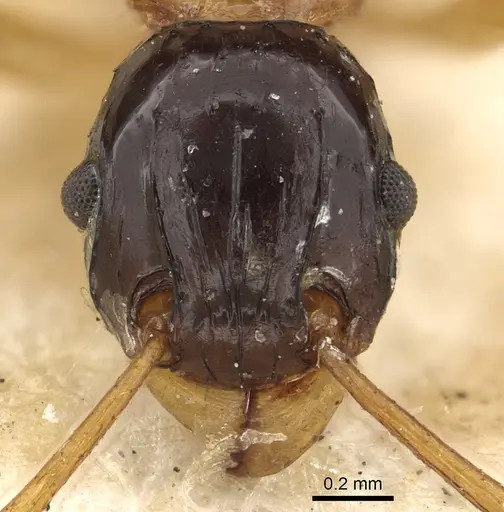 Tetramorium diligens specimen CASENT0901111 image casent0901111_2