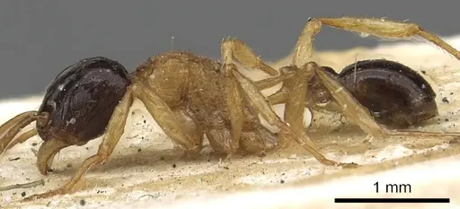 Tetramorium diligens specimen CASENT0901111 image casent0901111_3