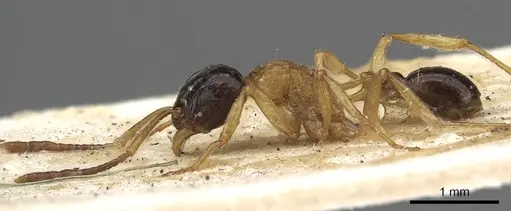 Tetramorium diligens specimen CASENT0901111 image casent0901111_4