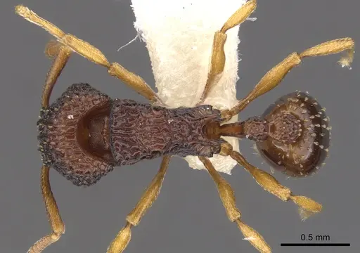 Tetramorium diomandei specimen CASENT0901166 image casent0901166_1