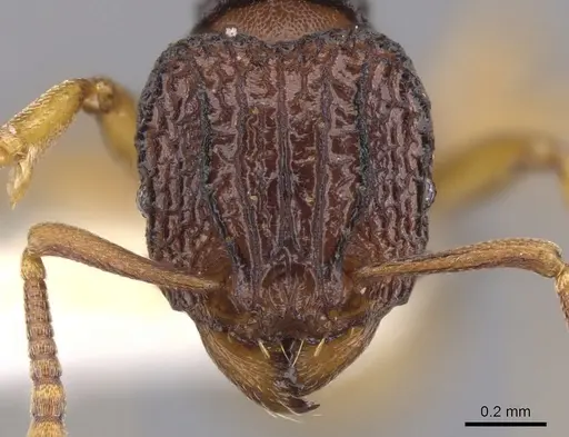 Tetramorium diomandei specimen CASENT0901166 image casent0901166_2