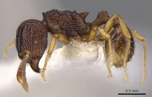 Tetramorium diomandei specimen CASENT0901166 image casent0901166_3