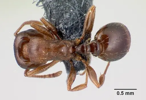 Tetramorium diomedeum specimen CASENT0179899 image casent0179899_1
