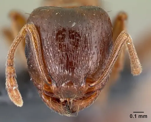 Tetramorium diomedeum specimen CASENT0179899 image casent0179899_2