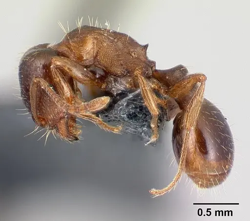 Tetramorium diomedeum specimen CASENT0179899 image casent0179899_3