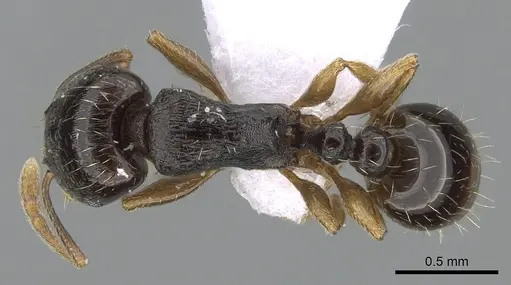 Tetramorium diomedeum specimen CASENT0281568 image casent0281568_1