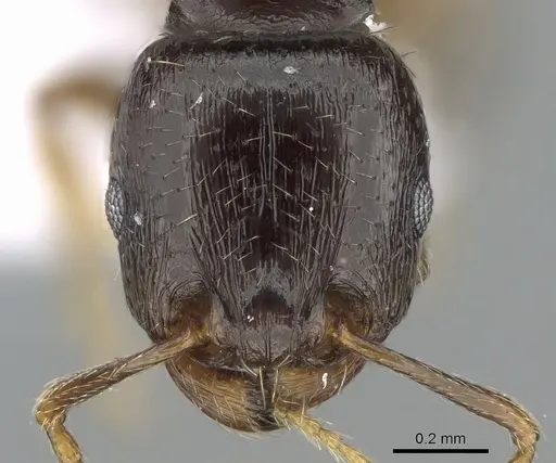 Tetramorium diomedeum specimen CASENT0281568 image casent0281568_2