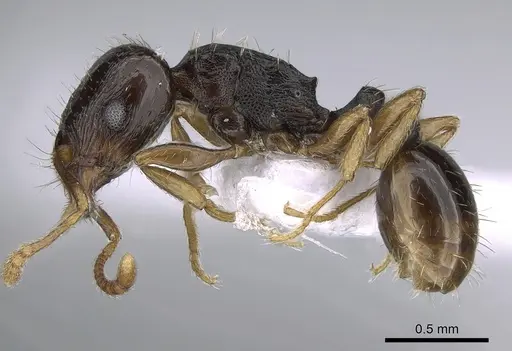 Tetramorium diomedeum specimen CASENT0281568 image casent0281568_3