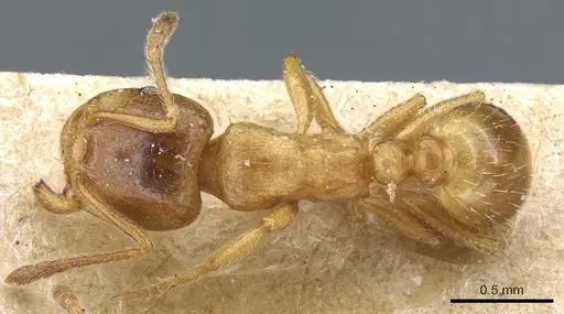 Tetramorium diomedeum specimen CASENT0904807 image casent0904807_1