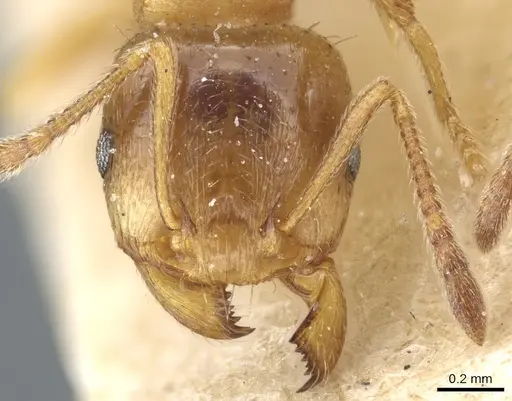 Tetramorium diomedeum specimen CASENT0904807 image casent0904807_2