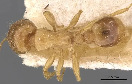 Tetramorium diomedeum specimen CASENT0909106 image casent0909106_1