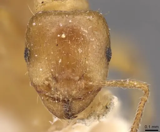 Tetramorium diomedeum specimen CASENT0909106 image casent0909106_2