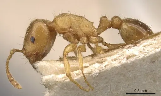 Tetramorium diomedeum specimen CASENT0909106 image casent0909106_3