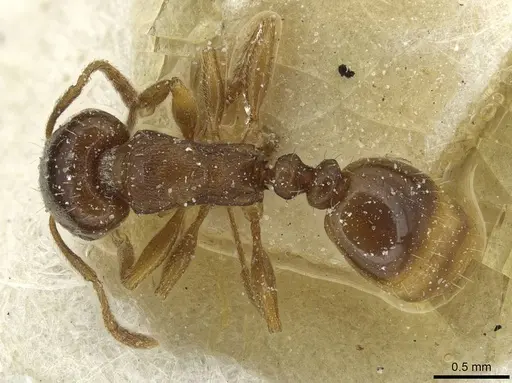 Tetramorium diomedeum specimen CASENT0915009 image casent0915009_1