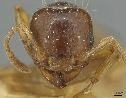Tetramorium diomedeum specimen CASENT0915009 image casent0915009_2