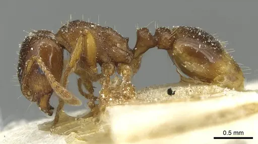 Tetramorium diomedeum specimen CASENT0915009 image casent0915009_3