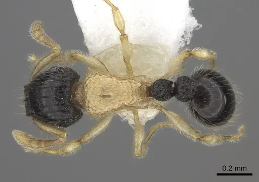 Tetramorium distinctum specimen CASENT0217071 image casent0217071_1