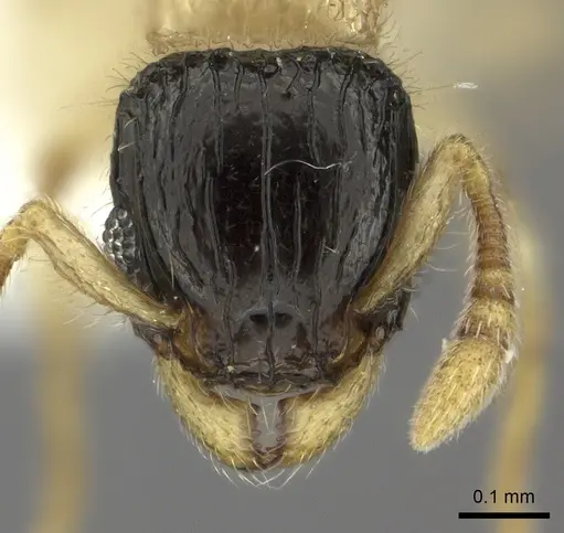 Tetramorium distinctum specimen CASENT0217071 image casent0217071_2