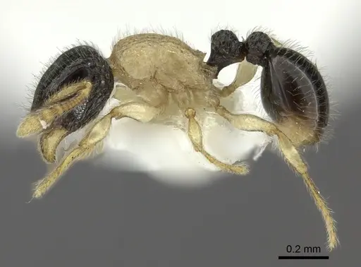 Tetramorium distinctum specimen CASENT0217071 image casent0217071_3