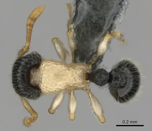 Tetramorium distinctum specimen CASENT0815826 image casent0815826_1