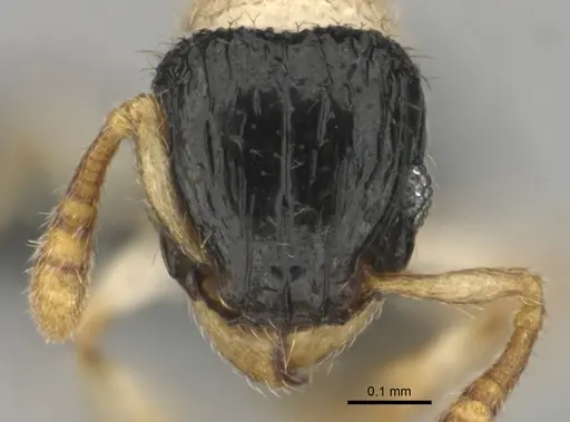 Tetramorium distinctum specimen CASENT0815826 image casent0815826_2