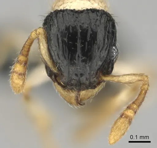 Tetramorium distinctum specimen CASENT0815826 image casent0815826_3