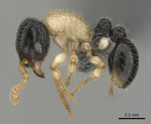 Tetramorium distinctum specimen CASENT0815826 image casent0815826_4