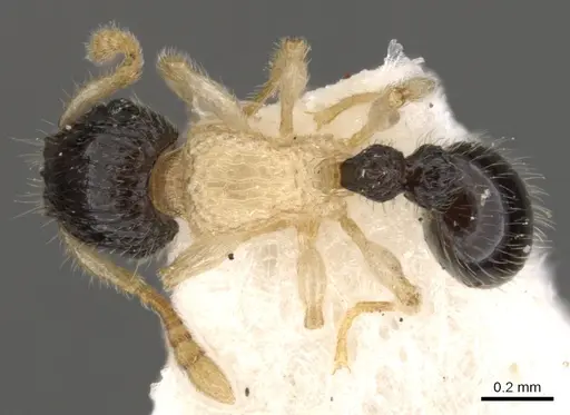 Tetramorium distinctum specimen CASENT0901142 image casent0901142_1