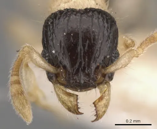Tetramorium distinctum specimen CASENT0901142 image casent0901142_2