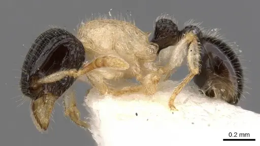 Tetramorium distinctum specimen CASENT0901142 image casent0901142_3