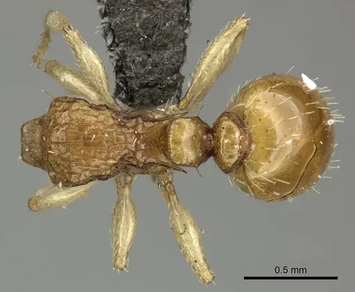 Tetramorium do specimen CASENT0235813 image casent0235813_1