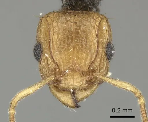 Tetramorium do specimen CASENT0235813 image casent0235813_2