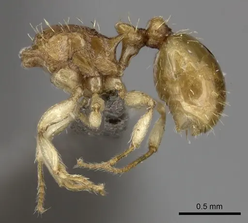 Tetramorium do specimen CASENT0235813 image casent0235813_3