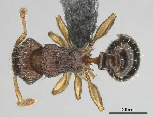 Tetramorium do specimen CASENT0813921 image casent0813921_1