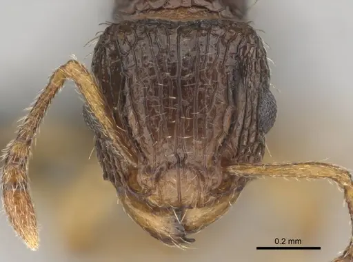 Tetramorium do specimen CASENT0813921 image casent0813921_2