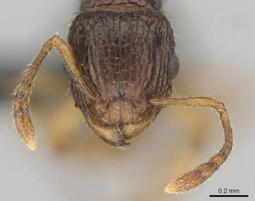 Tetramorium do specimen CASENT0813921 image casent0813921_3