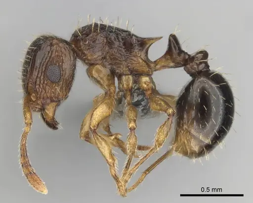 Tetramorium do specimen CASENT0813921 image casent0813921_4