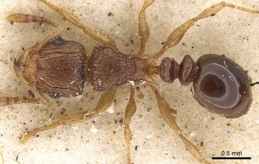 Tetramorium do specimen CASENT0901121 image casent0901121_1