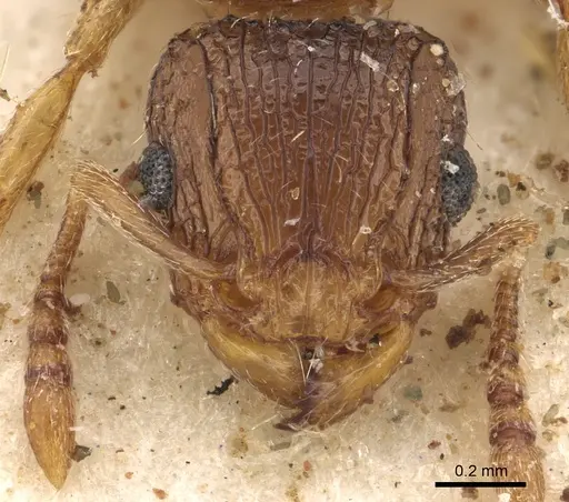 Tetramorium do specimen CASENT0901121 image casent0901121_2