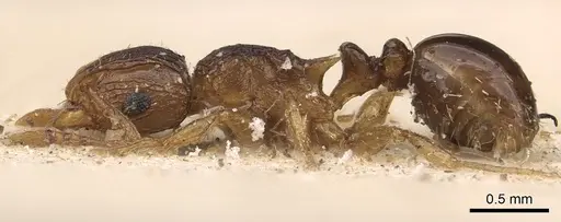 Tetramorium do specimen CASENT0901121 image casent0901121_3