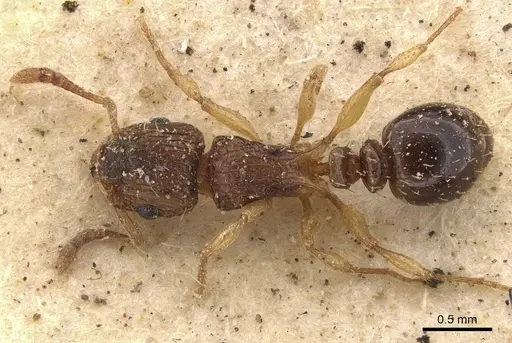Tetramorium do specimen CASENT0909158 image casent0909158_1