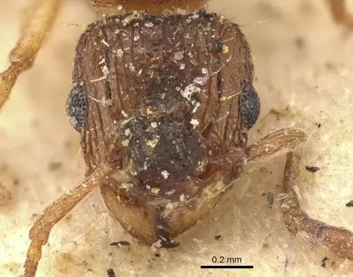 Tetramorium do specimen CASENT0909158 image casent0909158_2