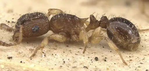 Tetramorium do specimen CASENT0909158 image casent0909158_3